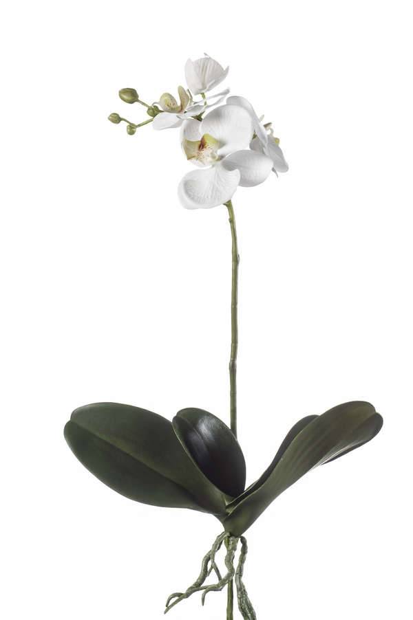 Orchidea Phalaenopsis finta FAO su stelo, bianca, 45cm