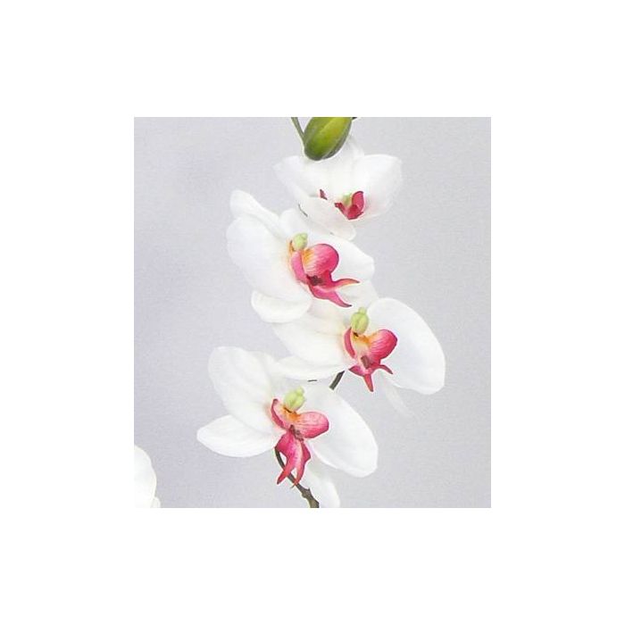 Orchidea Phalaenopsis finta NAARA, su stelo, bianco-fucsia, 75cm