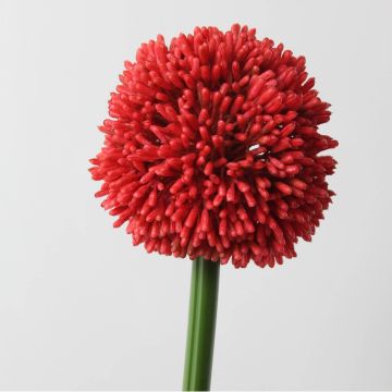 Allium finto BEATRISA, rosso, 65cm, Ø10cm