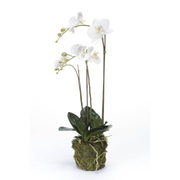 Orchidea Phalaenopsis di plastica PABLA, palla di muschio, bianca, 70cm