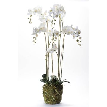 Orchidea Phalaenopsis di plastica PABLA, palla di muschio, bianca, 145cm