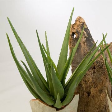 Aloe Vera Artistica AMIRA su stelo, verde, 70cm, Ø50cm