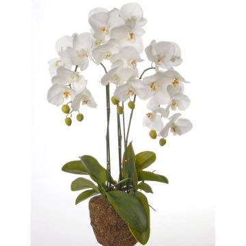 Orchidea Phalaenopsis decorativa SATRIA con terriccio, bianco, 75cm