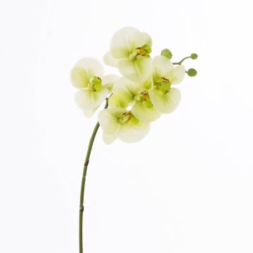 Ramo tessile di orchidea Phalaenopsis EMILIA, verde crema, 60cm