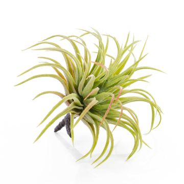 Tillandsia Rubra finta PENNY, su stelo, verde-rosso, 12cm, Ø10cm