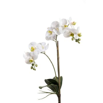 Orchidea Phalaenopsis di plastica CANDIDA su stelo, bianco, 65cm