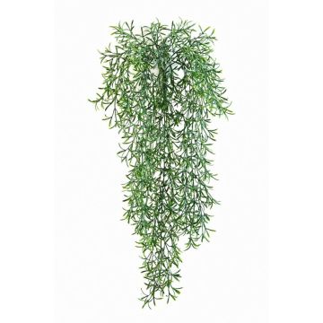 Asparagus sprengeri in plastica CAMILLA, spina, 70cm