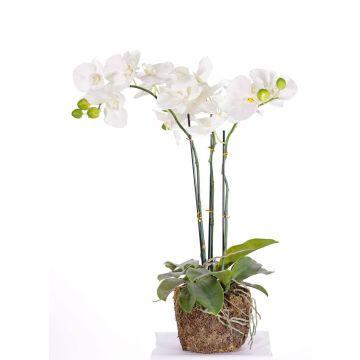 Orchidea Phalaenopsis decorativa MARGIT con terriccio, bianco, 65cm