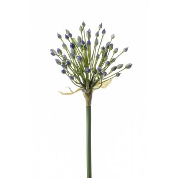 Allium finto KATYNA, blu, 70cm