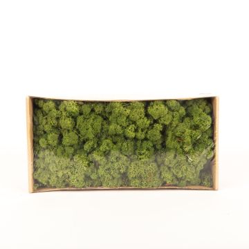 Muschio islandese naturale SVEINBJÖRN, verde prato, 500g