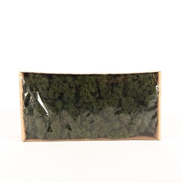 Muschio islandese naturale SVEINBJÖRN, verde abete, 500g